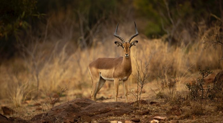 Get Ready to #ExploreAfrica on a Tight Budget