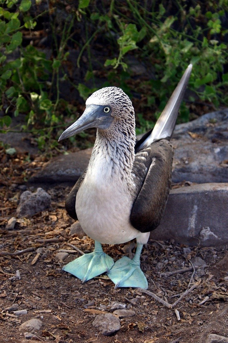 blue-footed-booby