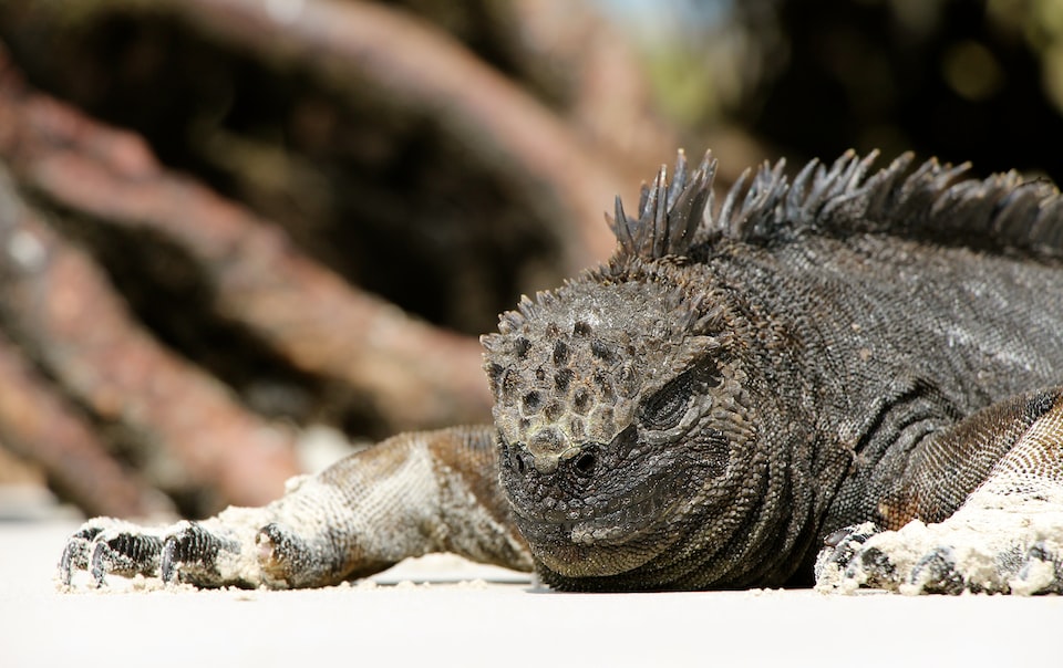 Galapagos Islands