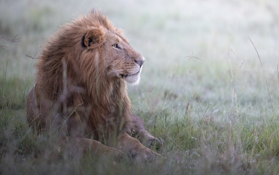 MaasaiMara