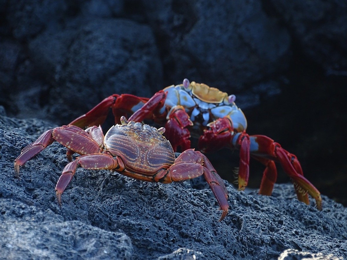 sally-lightfoot-crab-galapagos