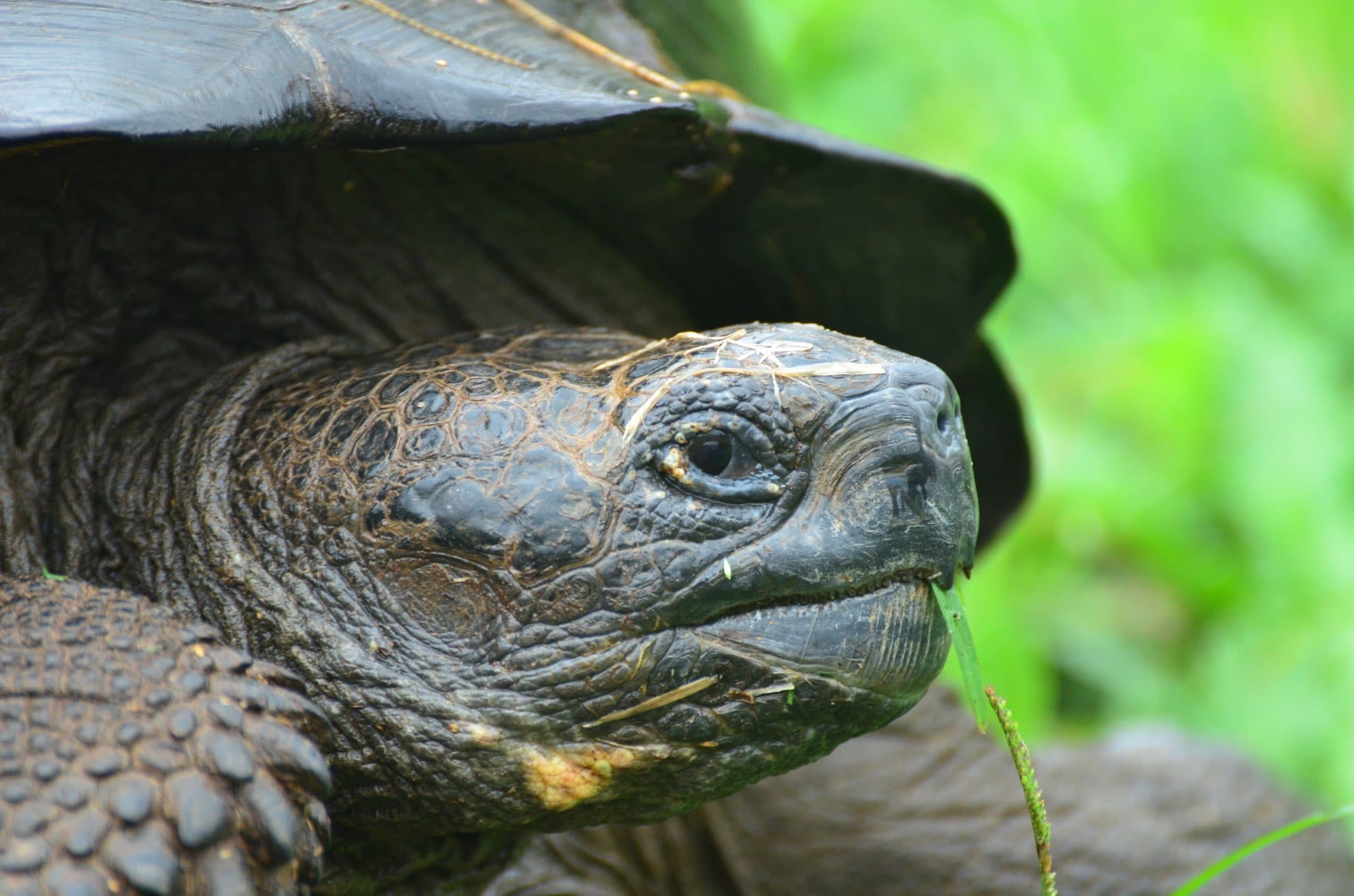 tortoise-galapagos